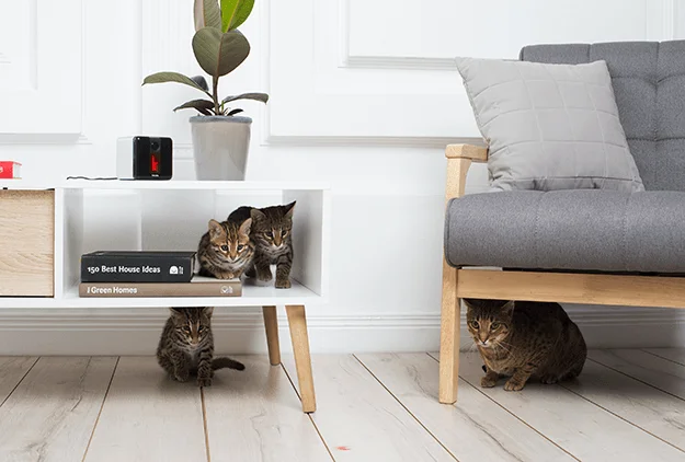 Petcube Play