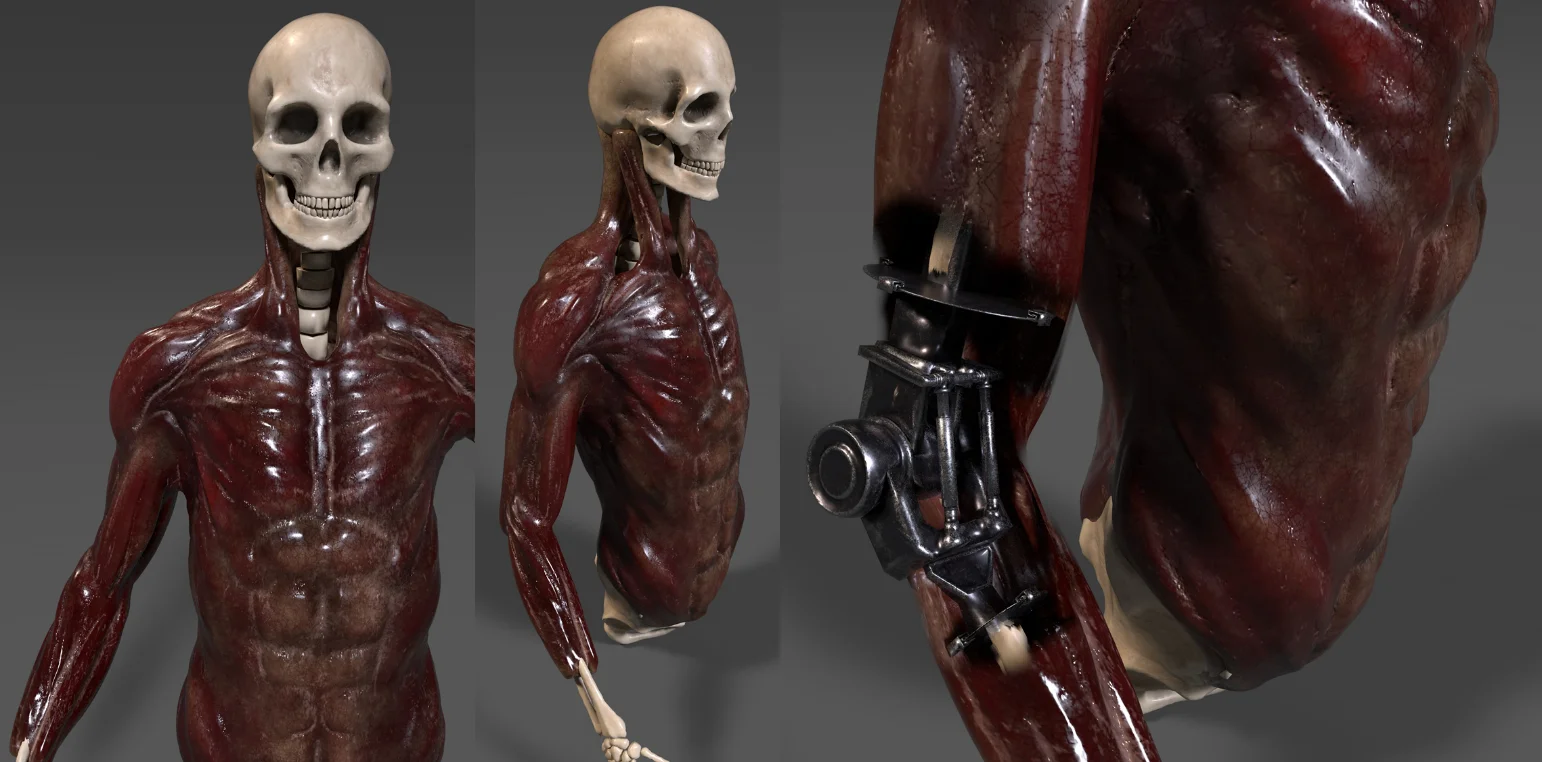 Digital sculpting skeleton - Fictiv 3D model skeleton with muscles sculpted using digital sculpting in Zbrush.