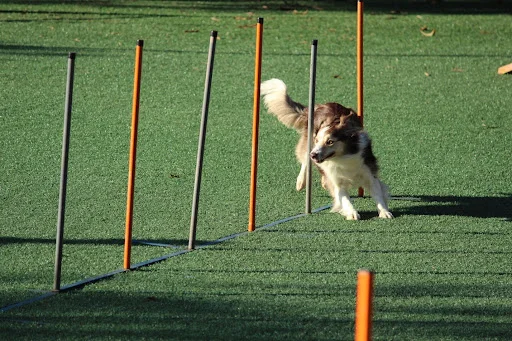 A-dog-participating-in-an-agility-dog-competition - Fictiv A dog participating in an agility dog competition